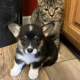Pembroke Welsh Corgi Puppies from Annwyl McCorgis