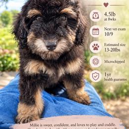 Millie (brown) - Phantom female Bernedoodle puppy in Rising Sun, Indiana from Ruby Lane Doodles