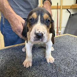 Treeing Walker Coonhound Puppies from Cherry creek kennel