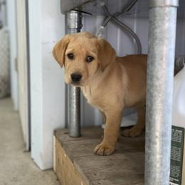 Labrador Retriever Puppies from Wheatland Retrievers