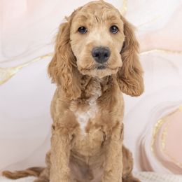 Teddy - Golden male Cockapoo puppy in Salt Lake City, Utah from Marlene's Doodles