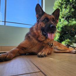 Sam - German Shepherd