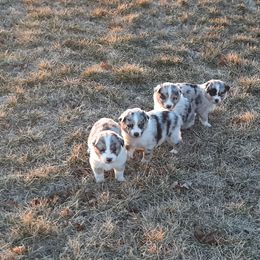 Australian Shepherd Puppies from AJD Aussies