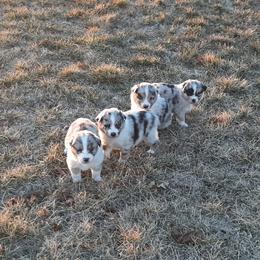 Australian Shepherd Puppies from AJD Aussies