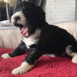 Bernedoodle, Cockapoo, and Goldendoodle Puppies from Avery Doodle Day LLC