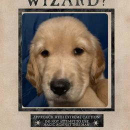 Tonks - Golden female Golden Retriever puppy in Orange City, Florida from Sidekick Retrievers