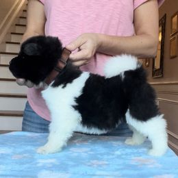 Boy 4 - Akita puppy in Coopersburg, Pennsylvania from Main Street Akitas