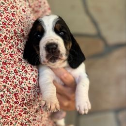 Sally - Black brown and white female Basset Hound puppy in Yarnell, Arizona from Boulder Oak Bassets