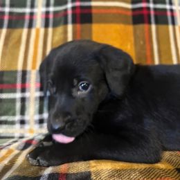 Labrador Retriever Puppies from Prairie State Labs