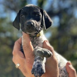 “Cheer” - female German Shorthaired Pointer puppy in Six Mile, South Carolina from The Proper Pointer Co.