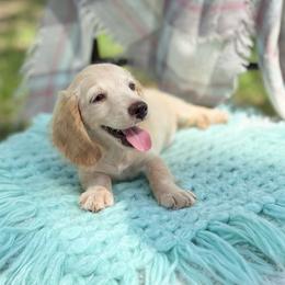 RUSSIAN BOY - Cream male Dachshund puppy in Decatur, Mississippi from KP Dachshunds