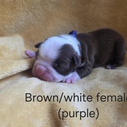 Purple Girl - Red female Boston Terrier puppy in Goodview, Virginia from Precious Bostie's