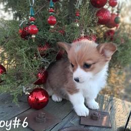Boy 6 - White and red male Pembroke Welsh Corgi puppy in Nixa, Missouri from Pistol Creek Puppies
