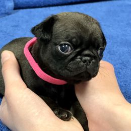 Pink Collar Girl - Pug puppy in Greeneville, Tennessee from Bear Mountain Farms