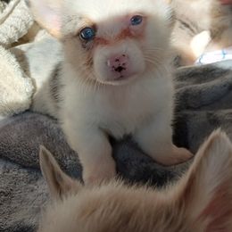 American Corgi and Pembroke Welsh Corgi Puppies from Angelique Brooks