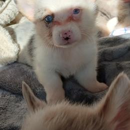 American Corgi and Pembroke Welsh Corgi Puppies from Angelique Brooks