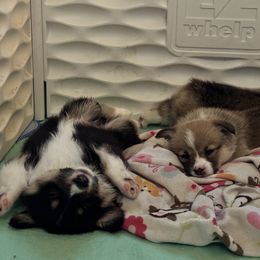 Pembroke Welsh Corgi Puppies from Diamond H Ranch Pembroke Welsh Corgis