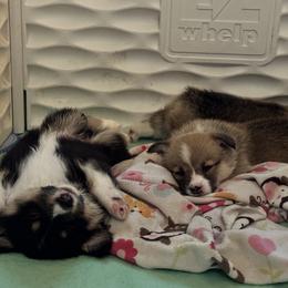 Pembroke Welsh Corgi Puppies from Diamond H Ranch Pembroke Welsh Corgis