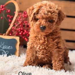 Olive - Red  female Goldendoodle puppy in Oxford, Pennsylvania from FriendlyPals