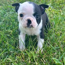 Ursa - Black and white female Boston Terrier puppy in Fillmore, Illinois from Wind Hill Puppies