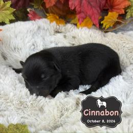 Cinnabon - Black tri-color female Australian Shepherd puppy in El Dorado Springs, Missouri from OR Aussies