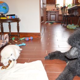 Poodle Puppies from D and D Standard Poodles