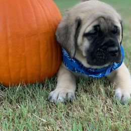 Mastiff Puppies from Red River Mastiff