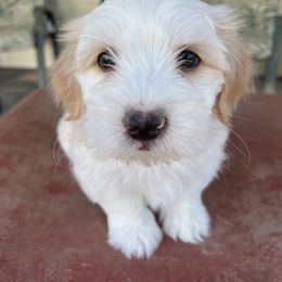 Companion Cross Puppies from V & V Kennels