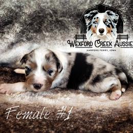 Girl 1 - Blue merle female Australian Shepherd puppy in Harpers Ferry, Iowa from Wexford Creek Aussies, LLC