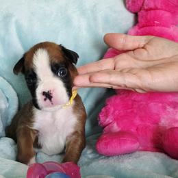 Yellow girl - Fawn female Boxer puppy in Titusville, Florida from Saskobox