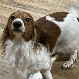 Boy 1 - male Dachshund puppy in Yelm, Washington from Hughes' Doxies