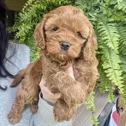Paris - Red female Cockapoo puppy in Denver, Pennsylvania from Greenview Puppies
