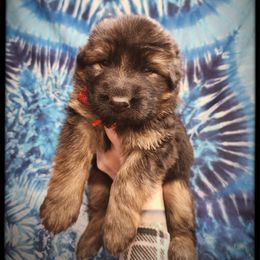 Brand - Black and tan male German Shepherd puppy in Fort Jennings, Ohio from Von Holtzapple German shepherds