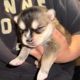 Ferrari - Wolf sable female Pomsky puppy in Greenfield, Minnesota from SRF Pomskies