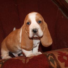 Teddy - Lemon and white male Basset Hound puppy in Missouri from Clevenger Farms