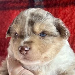 Tinker Bell - Red merle female Miniature American Shepherd puppy in Monroe, Utah from Shawnkara Australian Shepherds & Miniature American Shepherds