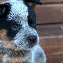 Girl 3 - Blue Australian Cattle Dog puppy in Nevada, Missouri from Back Road Dog Company, LLC