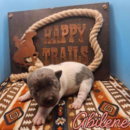 Abilene - White and blue female Rat Terrier puppy in Lynn, Alabama from Cryptic Rat Terriers