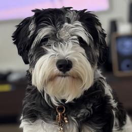 Miniature Schnauzers from 92882 Schnauzerville
