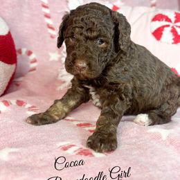 Cocoa - Brown and white female Bernedoodle puppy in Grove, Oklahoma from Guinn Family Farms