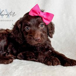 Toffee - Chocolate female Goldendoodle puppy in Amarillo, Texas from Blackwater Doodles