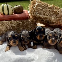 Dachshund and Pembroke Welsh Corgi Puppies from Polly’s Farm