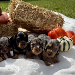 Dachshund and Pembroke Welsh Corgi Puppies from Polly’s Farm