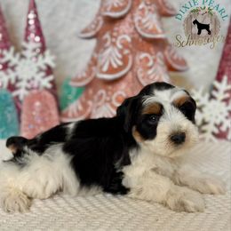 Miniature Schnauzer Puppies from Dixie Pearl Schnauzers