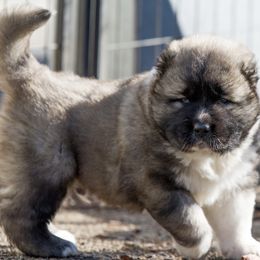 Caucasian Shepherd Dog Puppies from Sila V Krovi