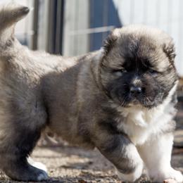 Caucasian Shepherd Dog Puppies from Sila V Krovi