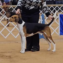 Charlie - American Foxhound