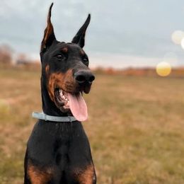 Doberman Pinschers and Rottweilers from House Of The Bold
