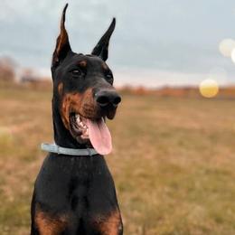 Doberman Pinschers and Rottweilers from House Of The Bold