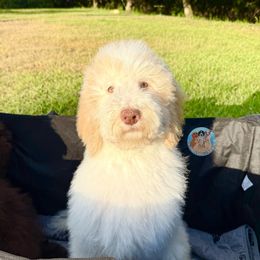 Rolex - Cream male Aussiedoodle puppy in Southwest Ranches, Florida from Dandy Doodle Ranch